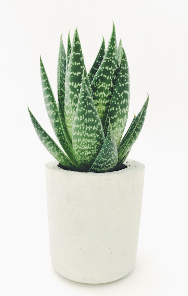 Aloe-vera