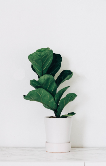 Fiddle-leaf fig